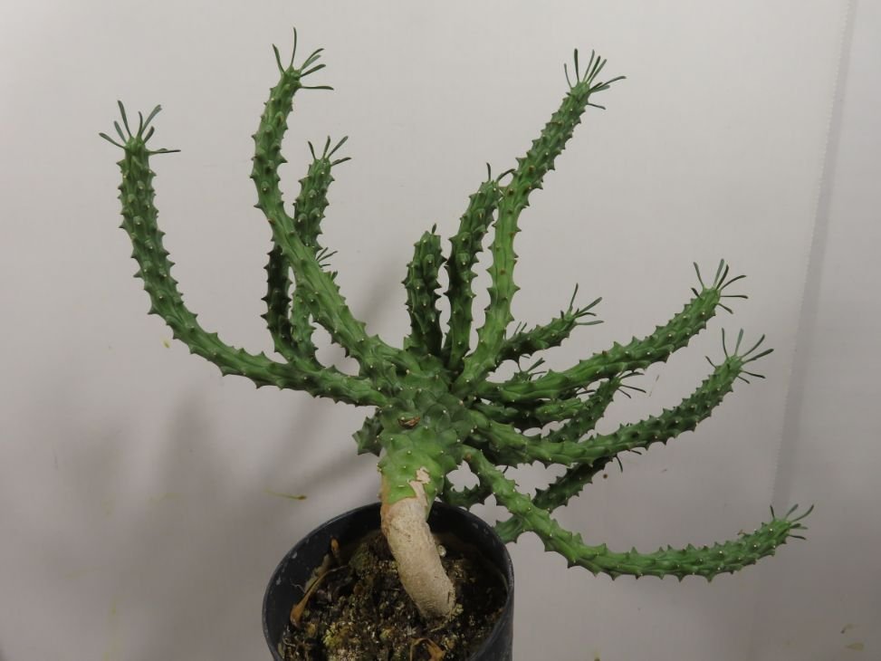 ユーフォルビアツベルクラータ古株