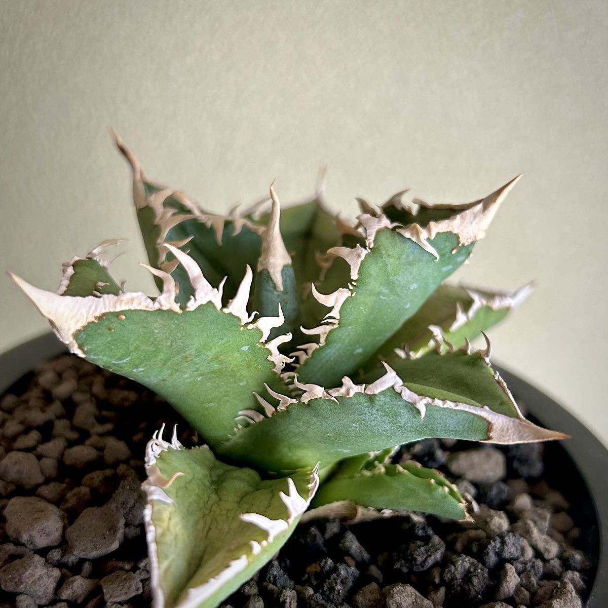 アガベ 特選 大白鯊 子株 LIZE SAD 白犀牛 皇冠 清櫻 アガベ 特選 大白鯊 子株 LIZE SAD 白犀牛 皇冠 清櫻 チタノタ アガベ