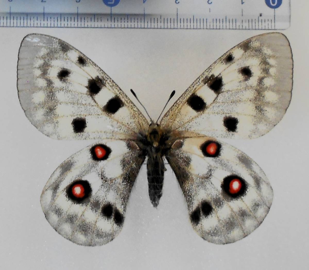 やや傷や汚れあり】海外の蝶標本 アポロウスバシロチョウ（ssp
