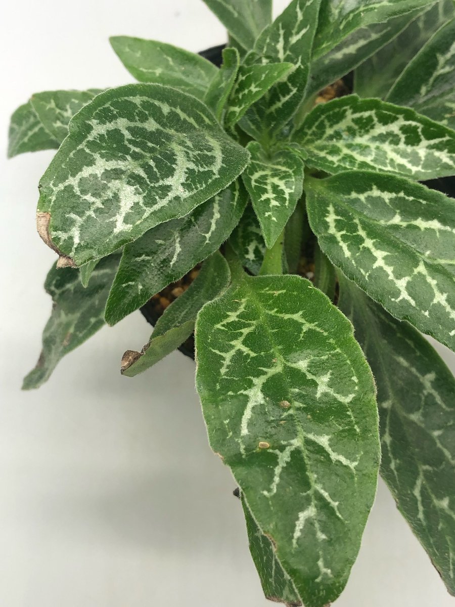 【未使用】-G93- イワギリソウ【雲南・亀甲】 121739の落札情報詳細 - Yahoo!オークション落札価格検索 オークフリー