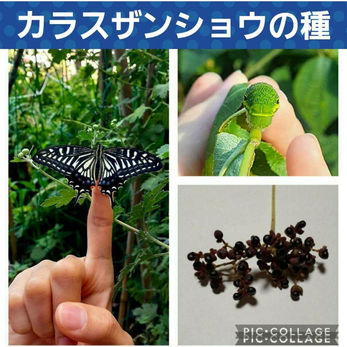 カラスザンショウ 葉っぱ アゲハチョウ幼虫の餌 300