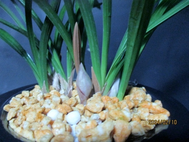 蘭遊園 日本春蘭『素宝』花芽付 春蘭 中国蘭 寒蘭 東洋蘭 盆栽 観葉