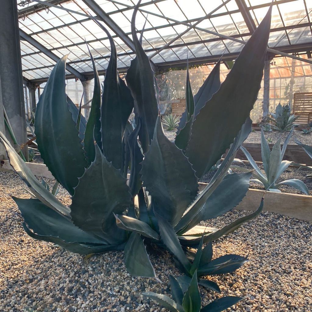 目立った傷や汚れなし】Agave atrovirens var.mirabilis アガベ