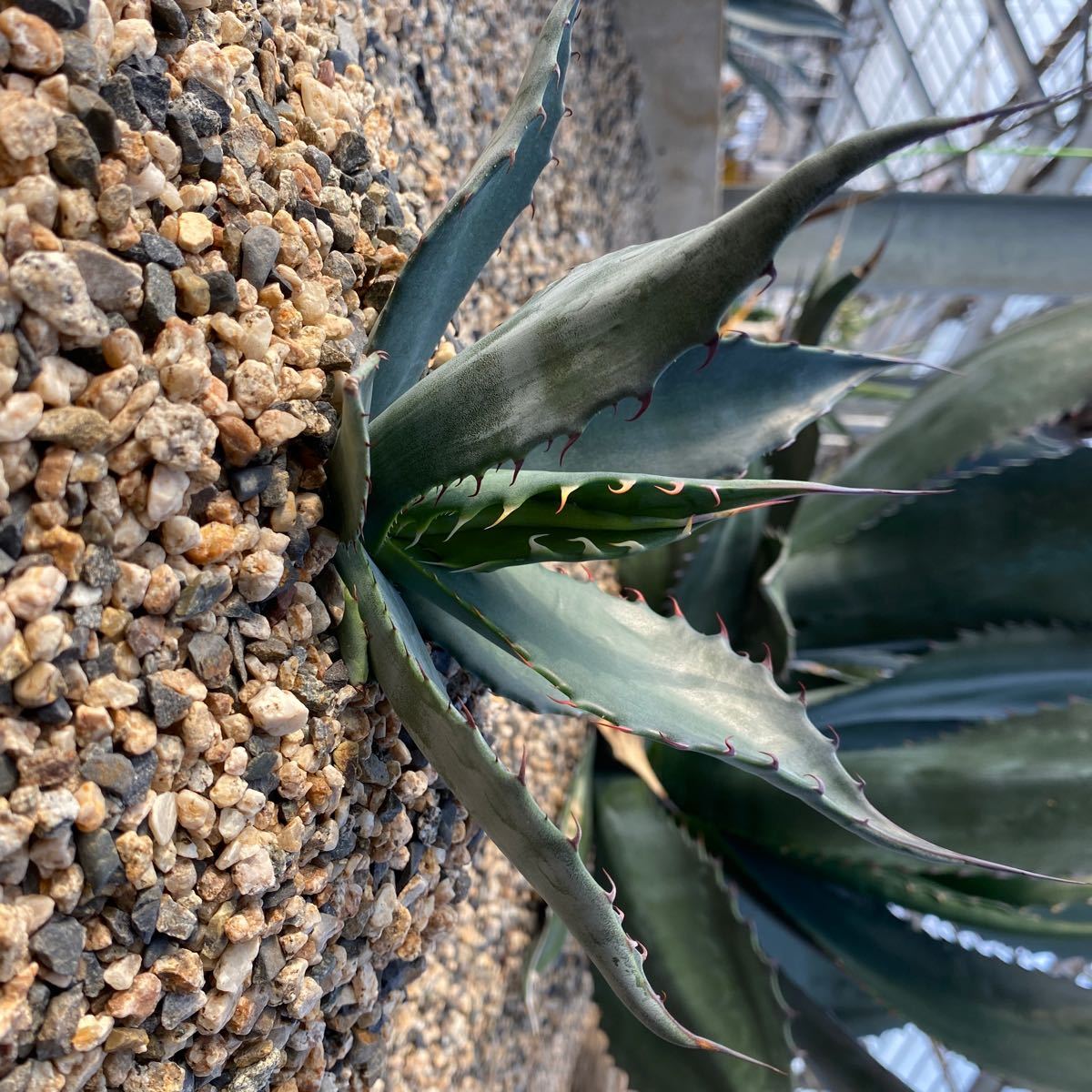 アガベ アトロビレンス ミラビリス 大株❗ Agave atrovirens var