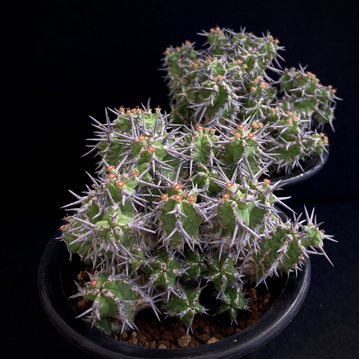 【未使用】3 発根済 Euphorbia mitriformis ユーフォルビア ミトリフォルミス ( サボテン 多肉植物 塊根植物 ...