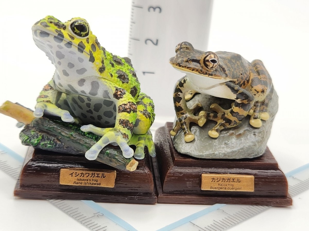 未使用】 YUJIN 原色両生類カエル図鑑 新改訂版 15種 原色両生類カエル