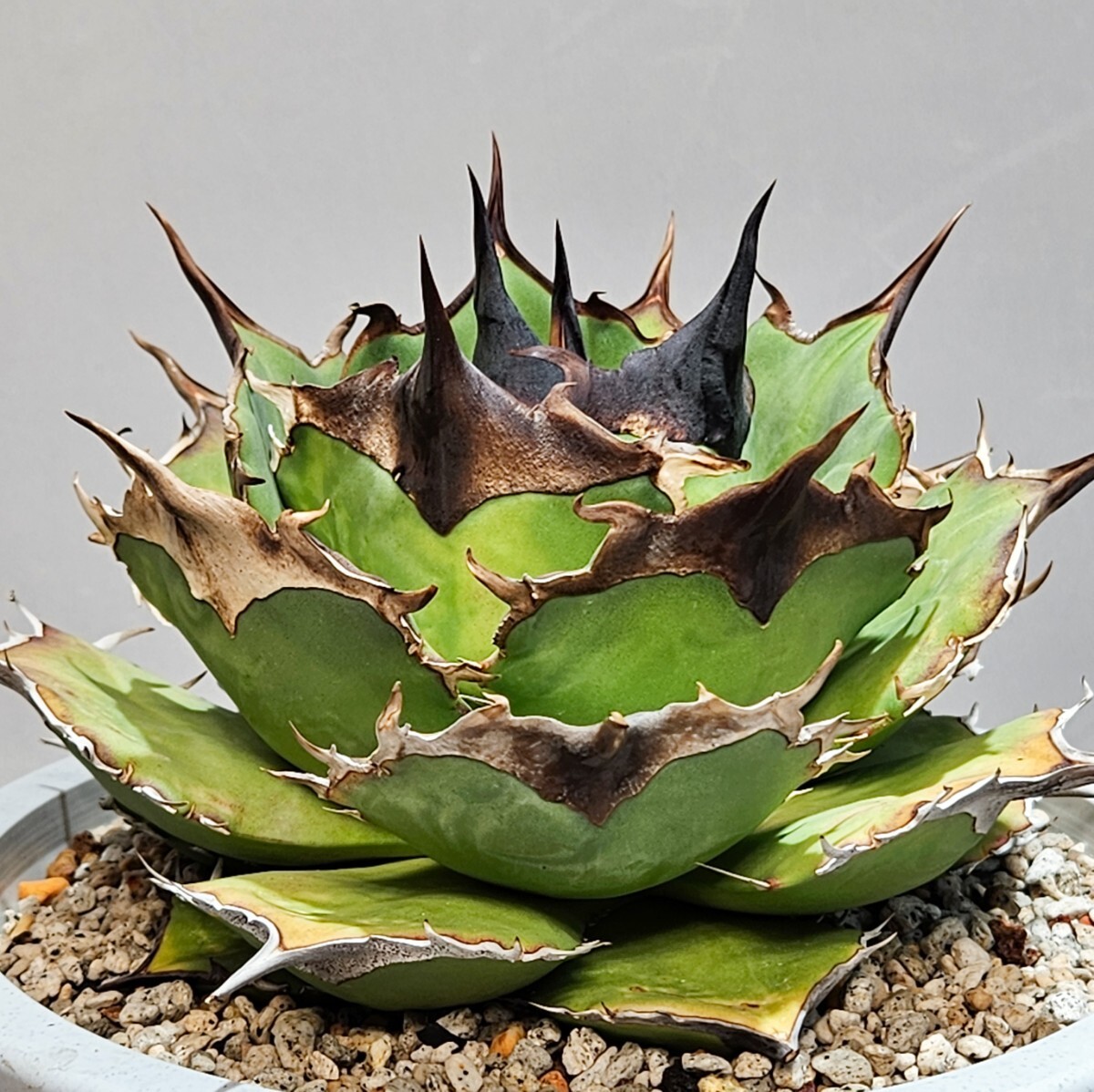 傷や汚れあり】黒曼巴 ブラックマンバ Blackmamba 子株 ｜ アガベ