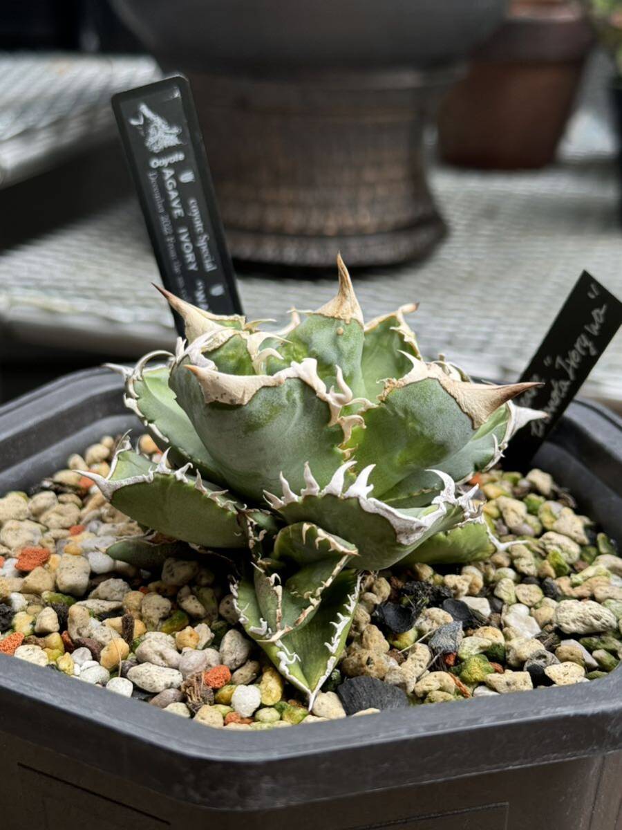 アガベ チタノタ バンブルビー 大黄蜂（傷や汚れあり】【AGAVE