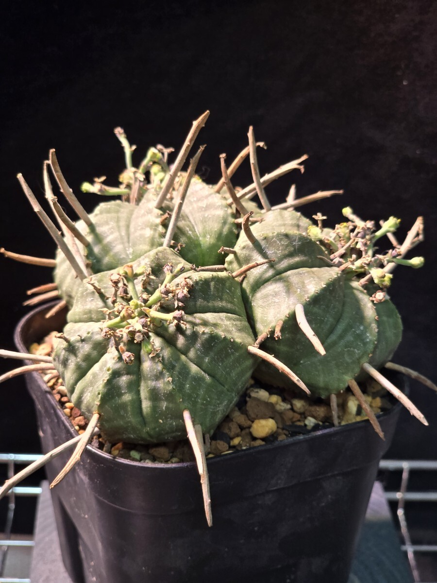 スーパーバリダ ユーフォルビア バリダ ホリダ 群星冠 オベサ 【公式通販】