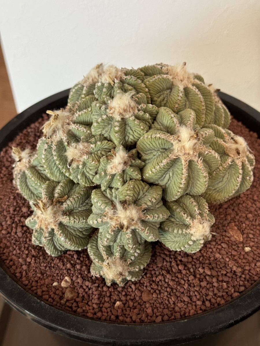 サボテン☆アズテキウム属☆紅籠（袖ヶ浦接ぎ）（実生）（3.5