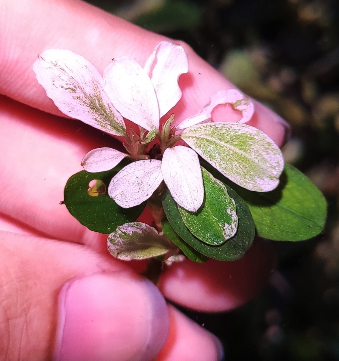 上品な Bucephalandra sp.PinkVariegatedピンクバリエガータ 水草