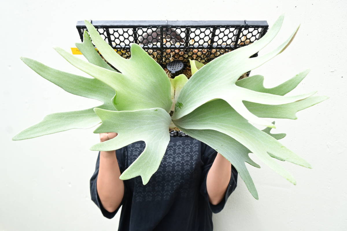 ビカクシダ veitchii Lisa. oc P.veitchii Lisa OC ビカクシダ ベイチー リサ Amazon.co.jp: P