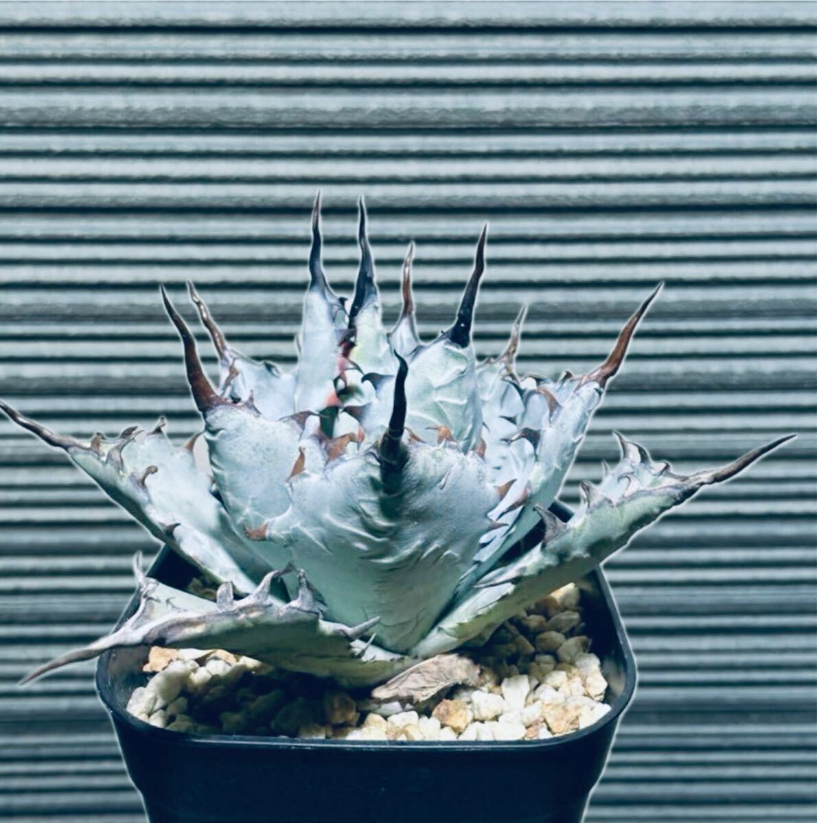 目立った傷や汚れなし】【子株】火焔青蓮 hybrid Agave ハイブリッド 