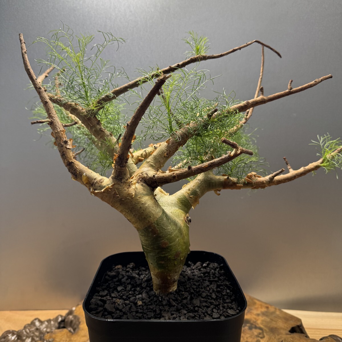 コミフォラ エミニー Commiphora eminii 極上樹形 コミフォラ エミニー