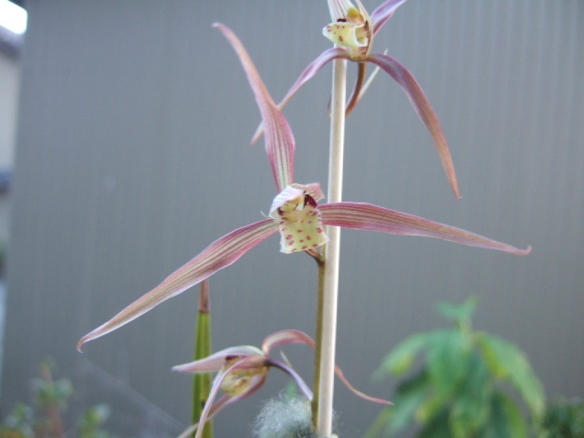 阿波寒蘭 「優雅」 優勝花 春蘭 野生蘭 山野草 東洋蘭 阿波登録寒蘭 「野根