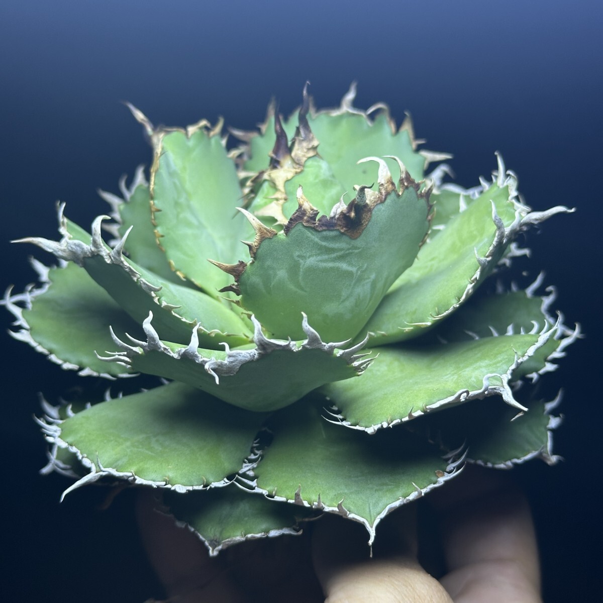 アガベチタノタフィリグリー極上株⑦