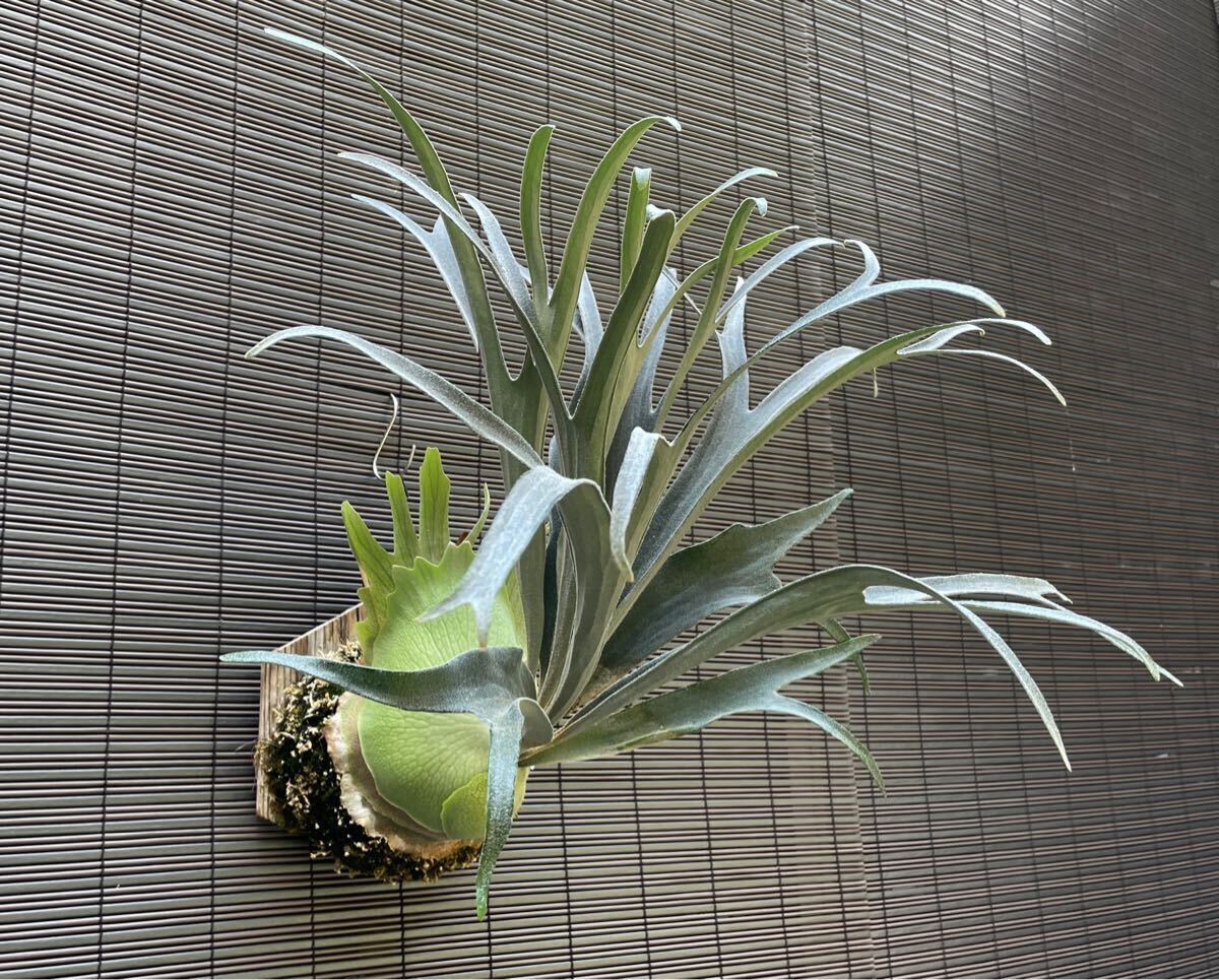 P.Kiyohime キヨヒメ 清姫 ビカクシダ 子株 株分け