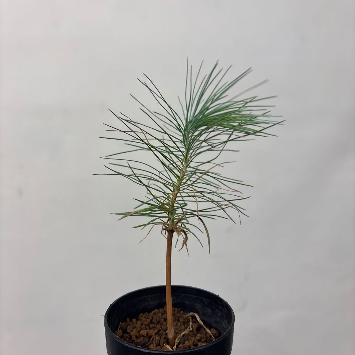 【希少】マルチネスピニョンマツ ピニョン松 大株 マツ：マルチネスピニョンマツ 8号鉢植え の通販 | 園芸ネット