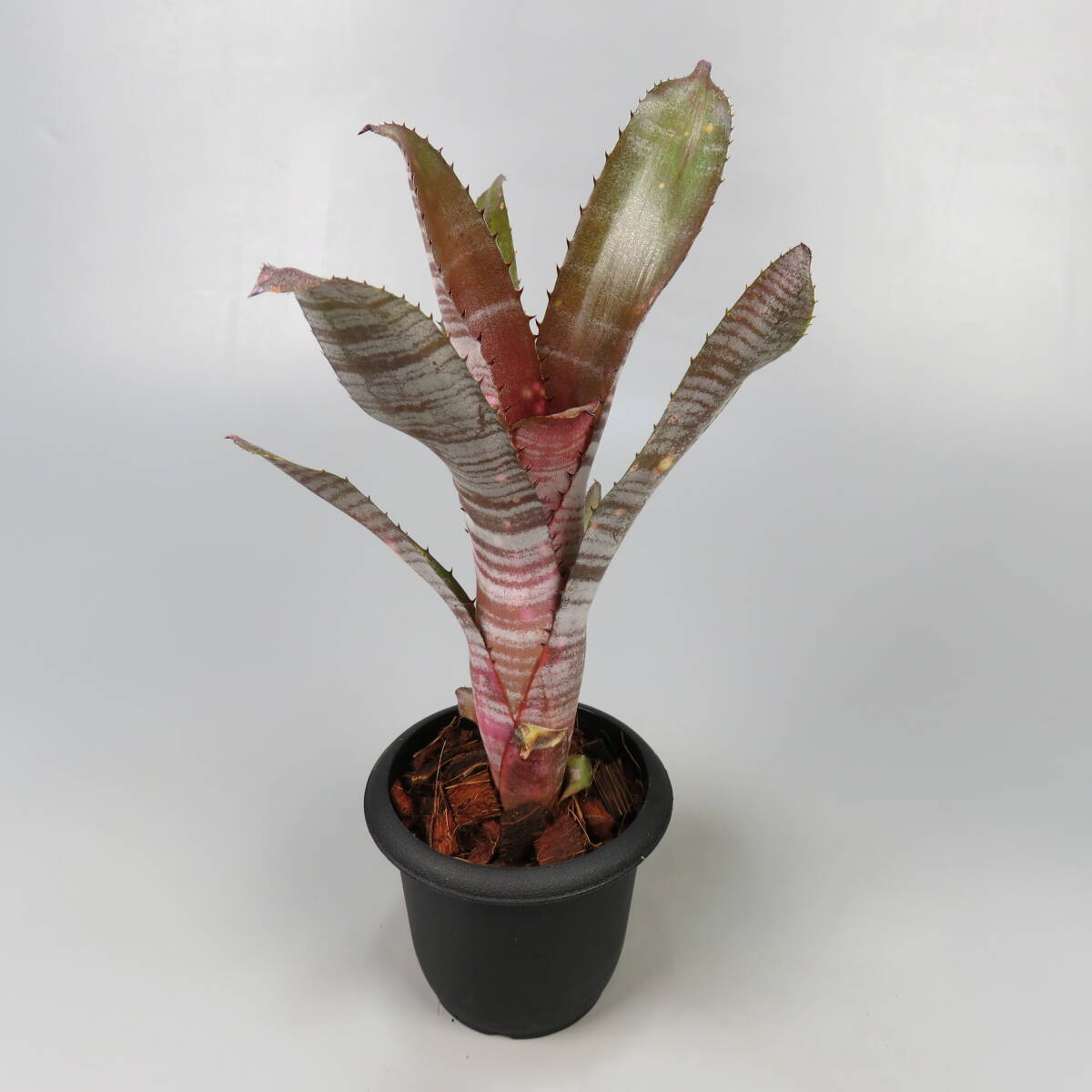 Billbergia'Canvey Snow' ビルベルギアキャンベイスノウ 【公式通販】