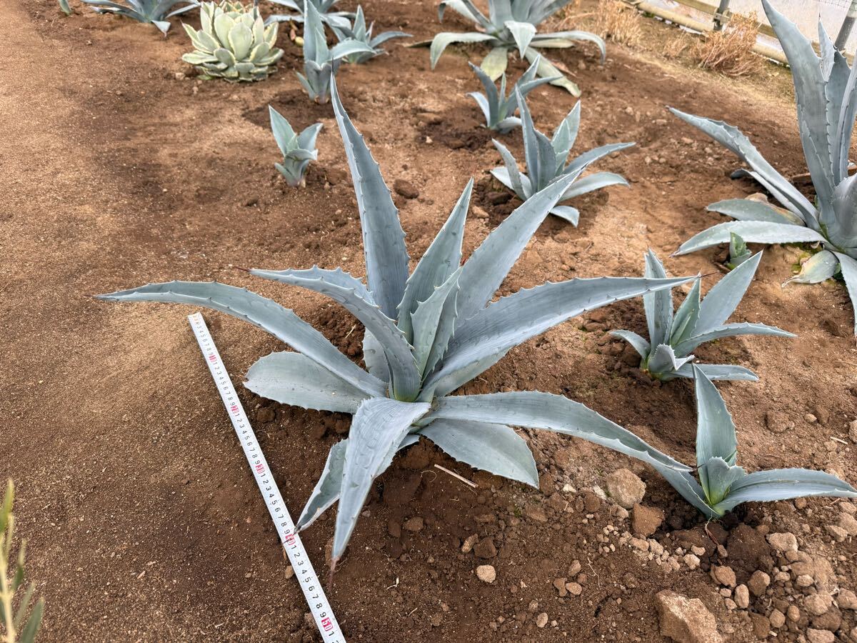 アガベ アメリカーナ4つセット アガベ アメリカーナ4つセット アガベ 3種類セット 大株 アメリカーナ