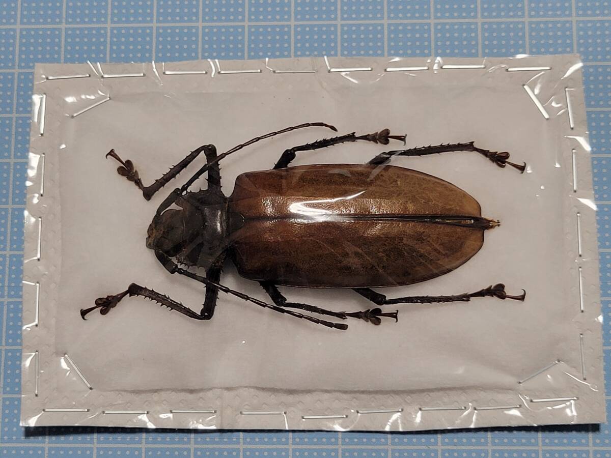未使用】2。ルゾン産のカミキリムシ。標本 の落札情報詳細