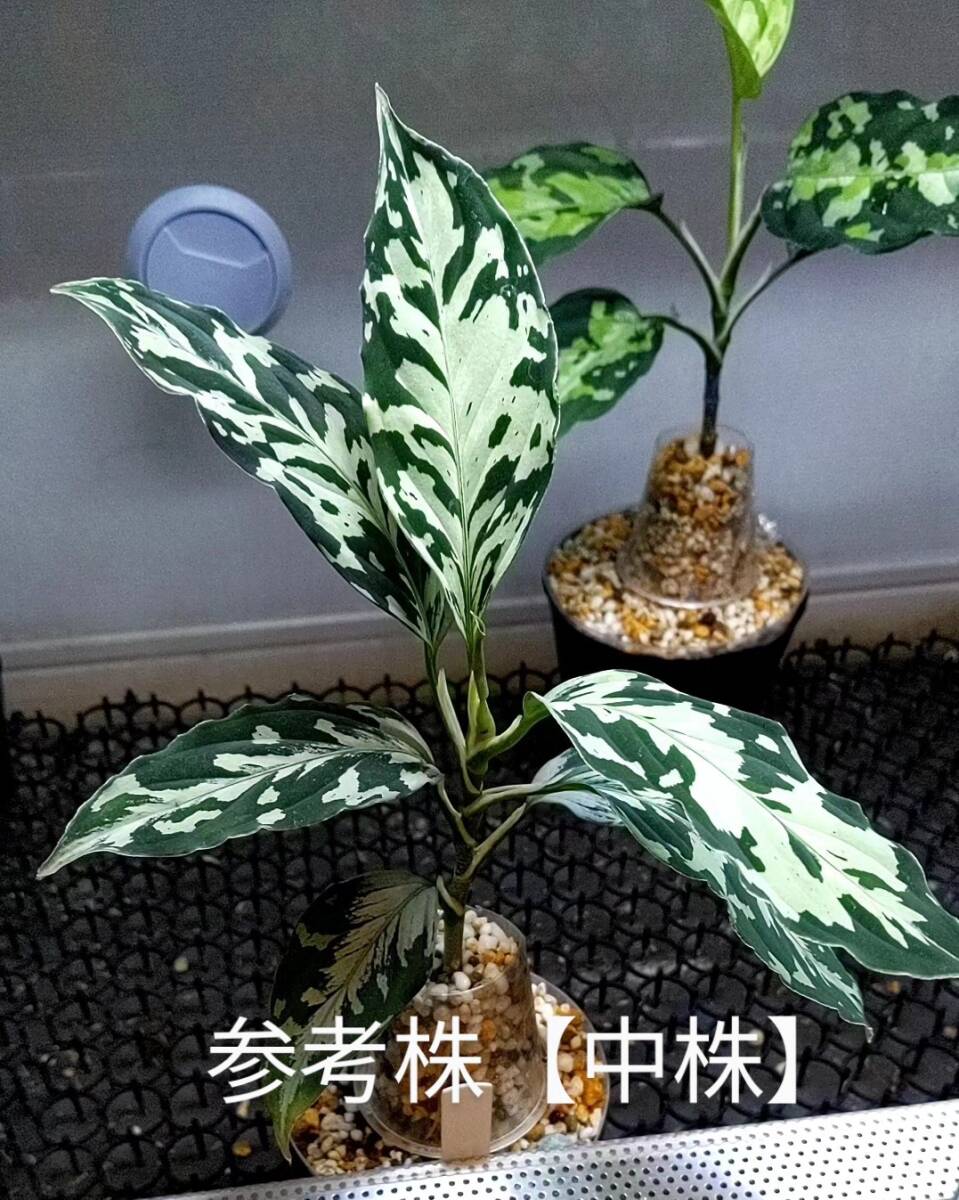 新品】アグラオネマ Aglaonema Pictum キラークイーン／Killer