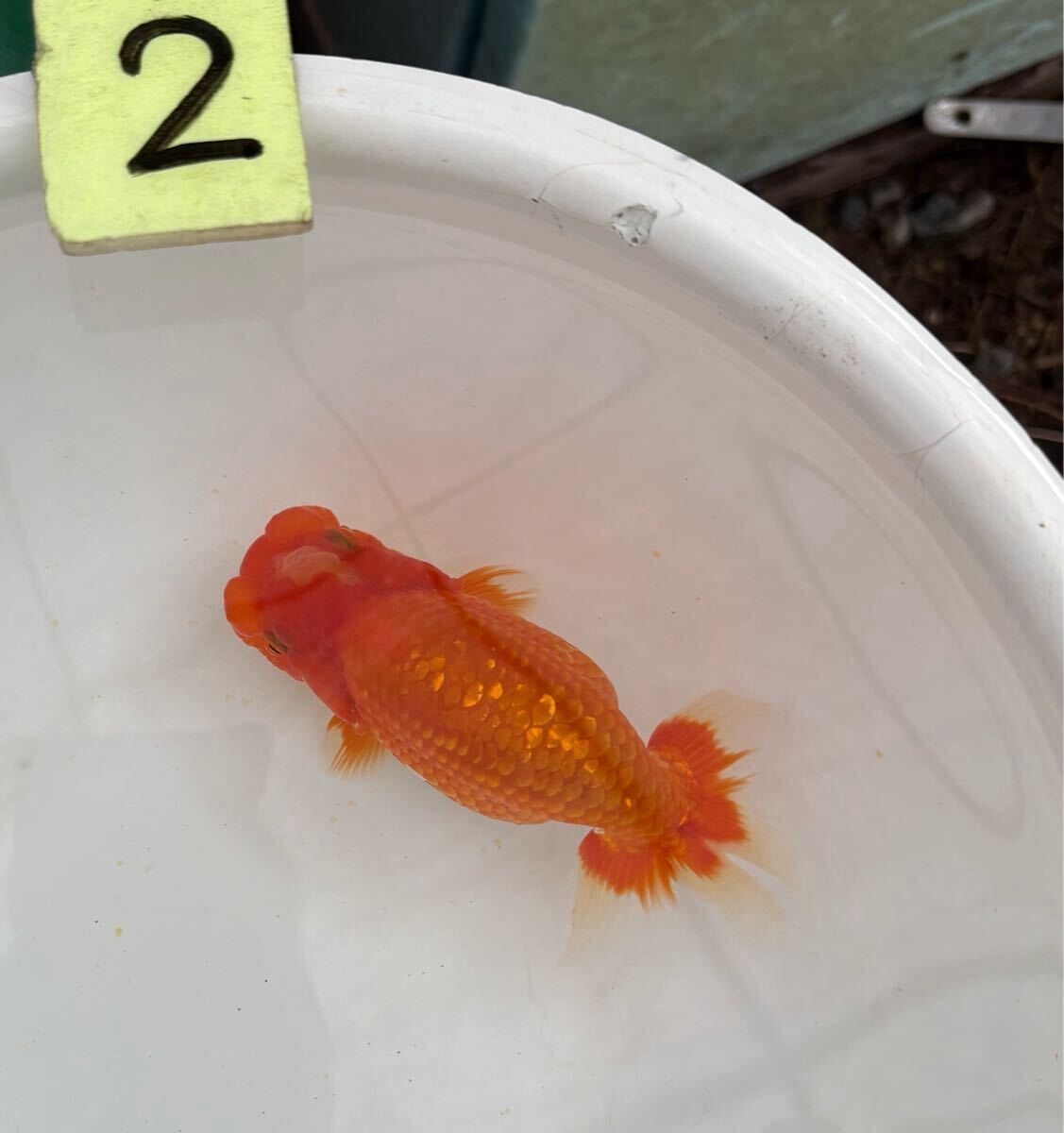 特選金魚●埼玉産志村氏作●二歳黒らんちゅう♂♀１ペア０２●約８センチ！ 特選金魚○埼玉産志村氏作○超特大！三歳黒らんちゅう♂