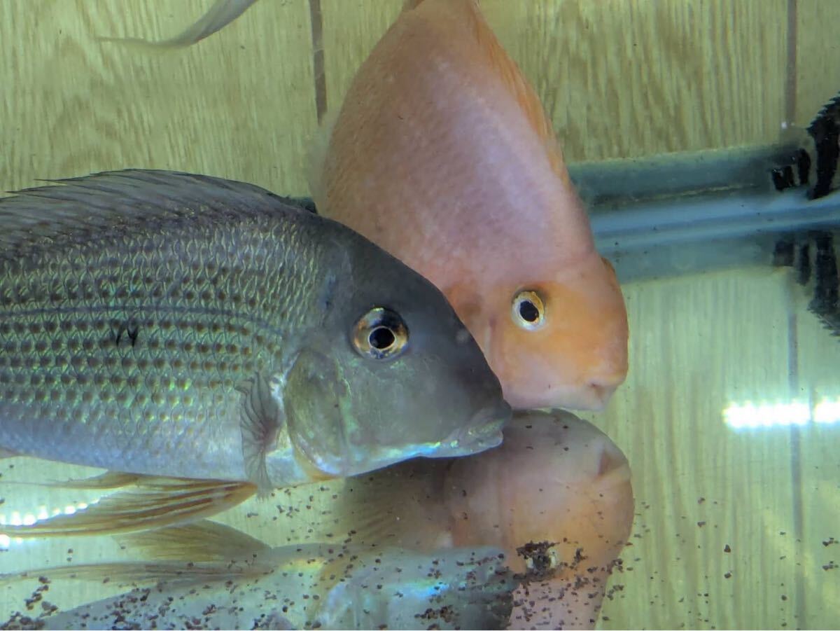 極美！レッドゲオファーガス2匹セット売り！