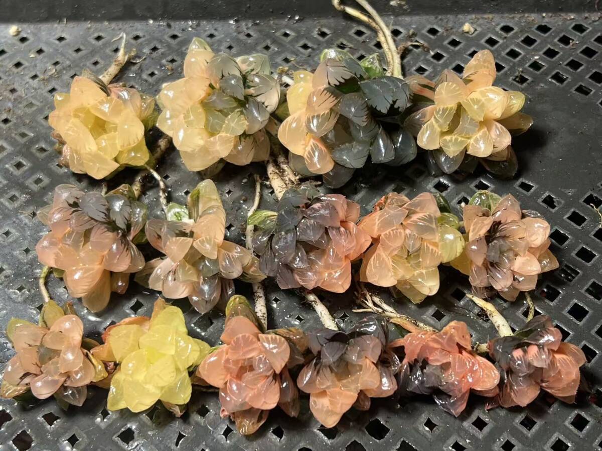 多肉植物 ハオルチア 蛙玉の落札情報詳細 - Yahoo!オークション落札