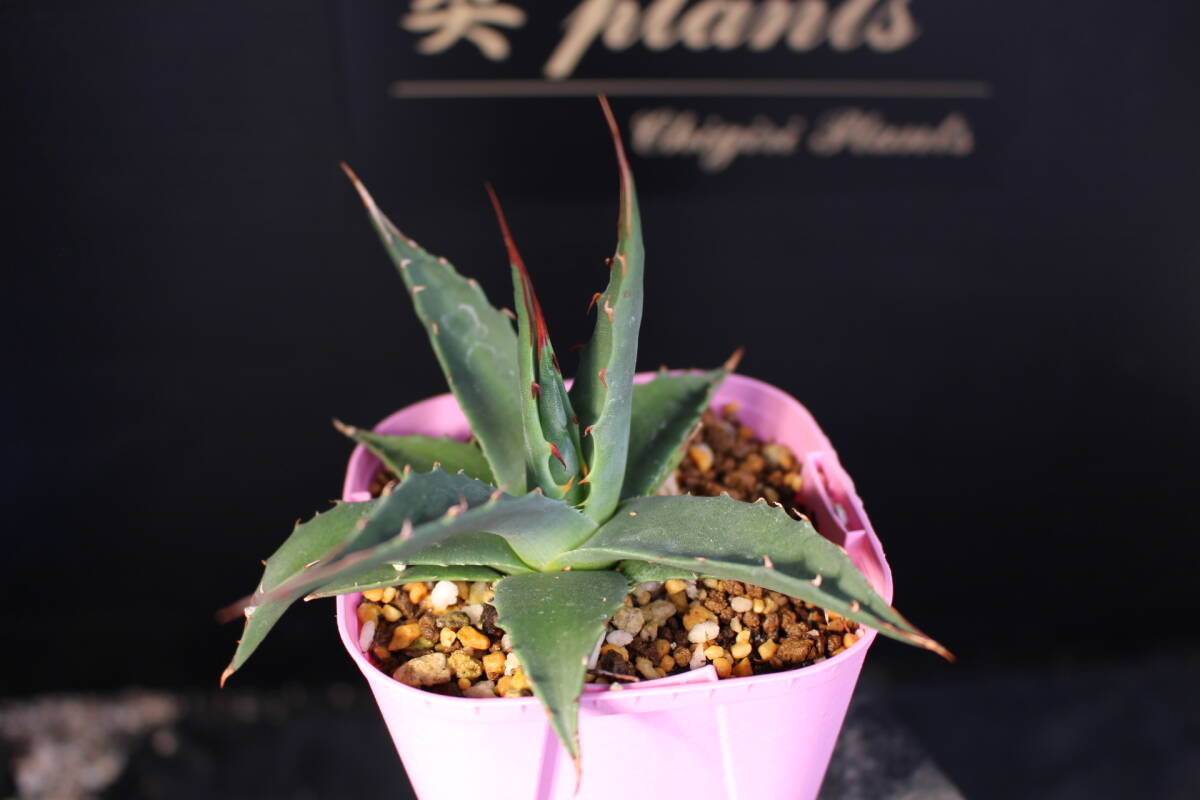 種子】Agave utahensis kaibabensis アガベ ウタヘンシス ユタヘンシス