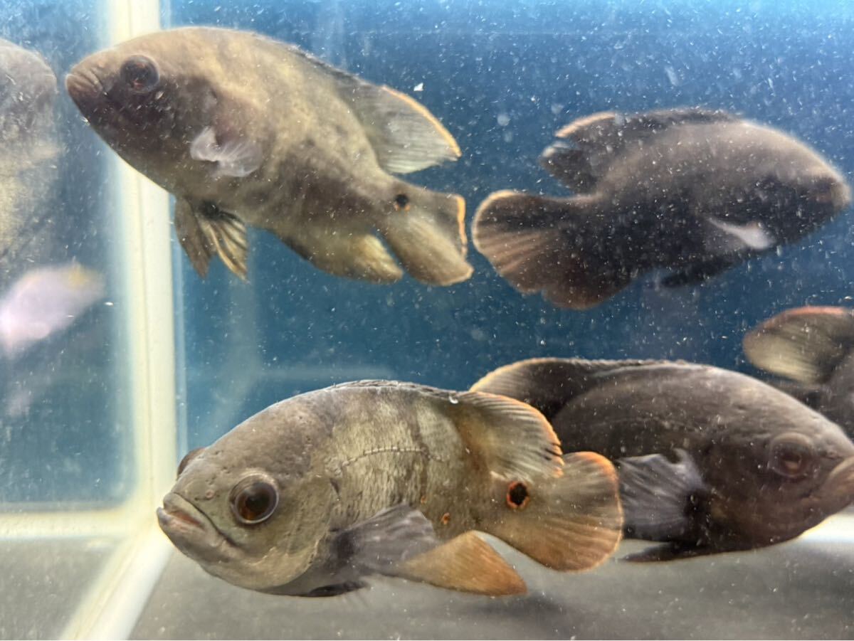 淡水魚】ワイルドオスカー クラシピンニス アラグアイア産 ワイルド 
