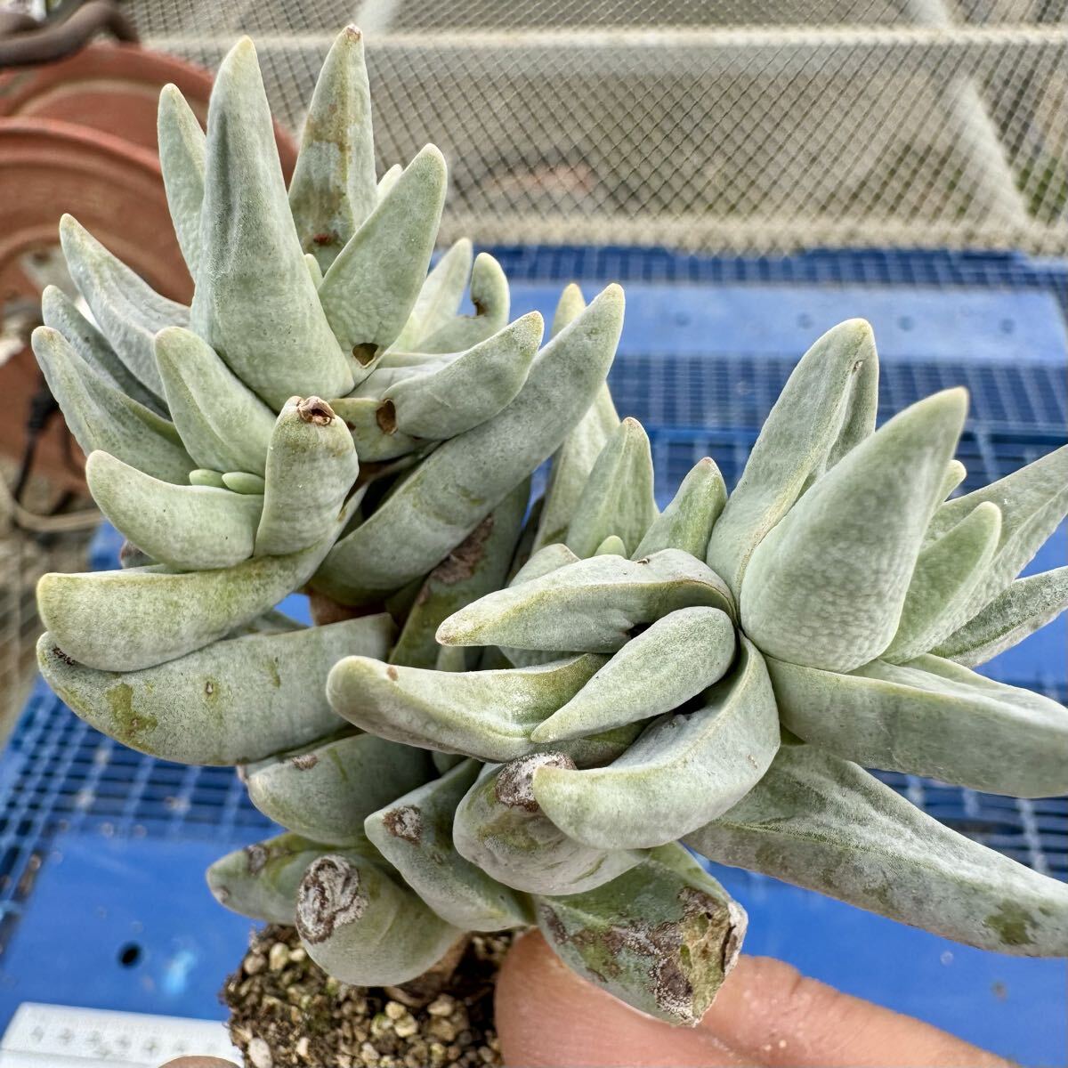 自宅栽培中】ハオルチア 風車 根付き苗 多肉植物の落札情報詳細