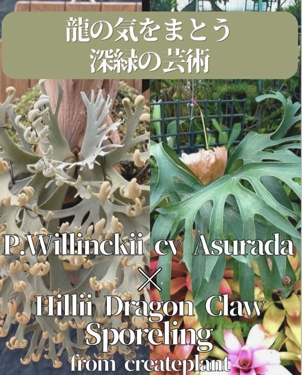 未使用】P.hillii 'dragon' spore 鬼ウネリ 選抜 ビカクシダ ヒリー