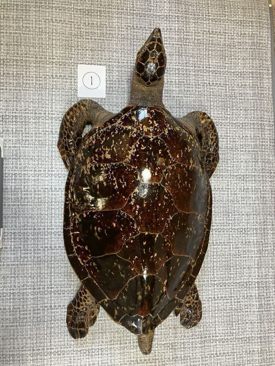 ♪カメ 亀 ウミガメ 海亀 インテリア 鼈甲 べっ甲 剥製 はく製の落札
