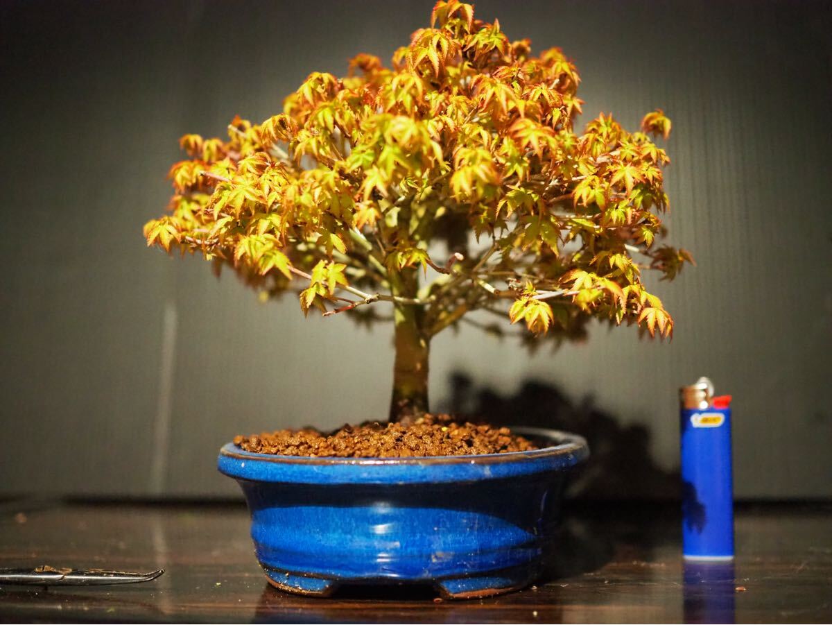 もみじ(清姫)】 紅葉(モミジ) 小品盆栽 箒立ち樹形 繊細な枝ほぐれ