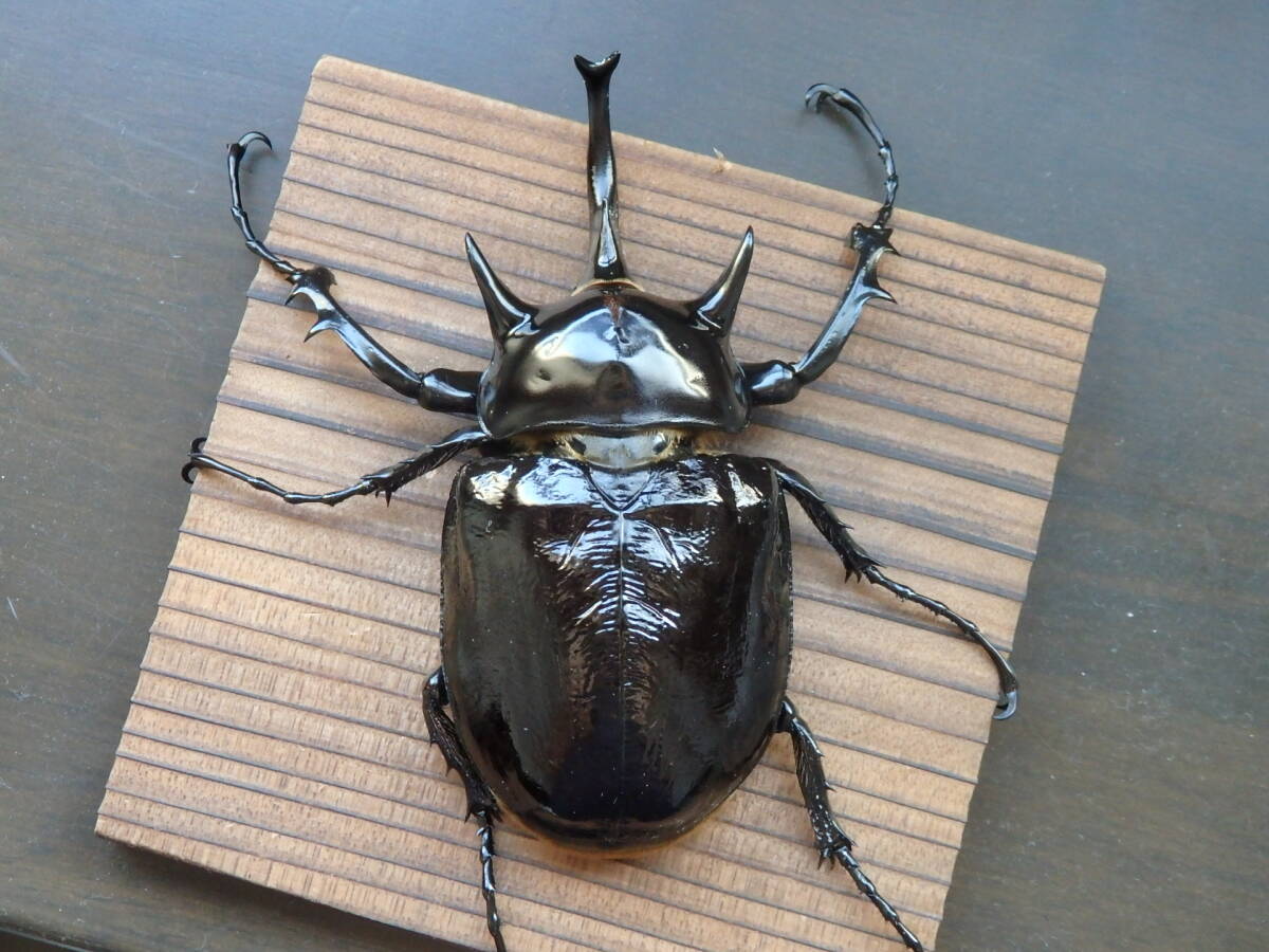 PSA10　マルスゾウカブト　ダイヤモンドブルー 全体的に状態が悪い】ムシキング ダイヤモンドブルー マルスゾウカブト