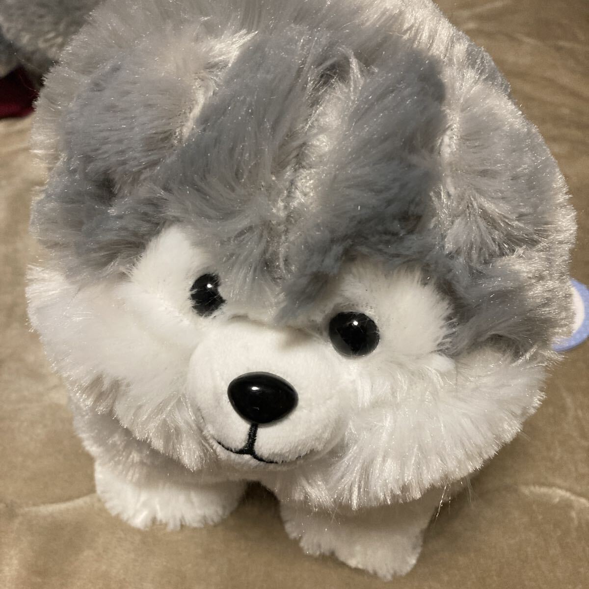 未使用】アラスカンマラミュートのポテポテ行進 子犬 羊毛フェルト