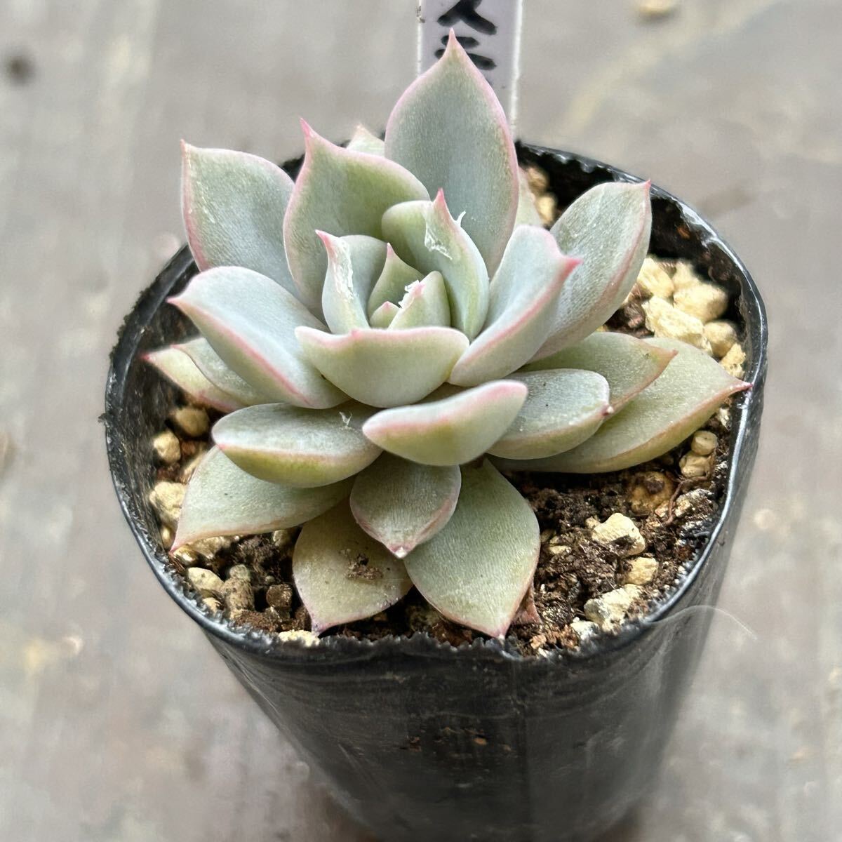 プリンセスティアラ ミックスべリア おらいさん苗 抜き苗 多肉植物の