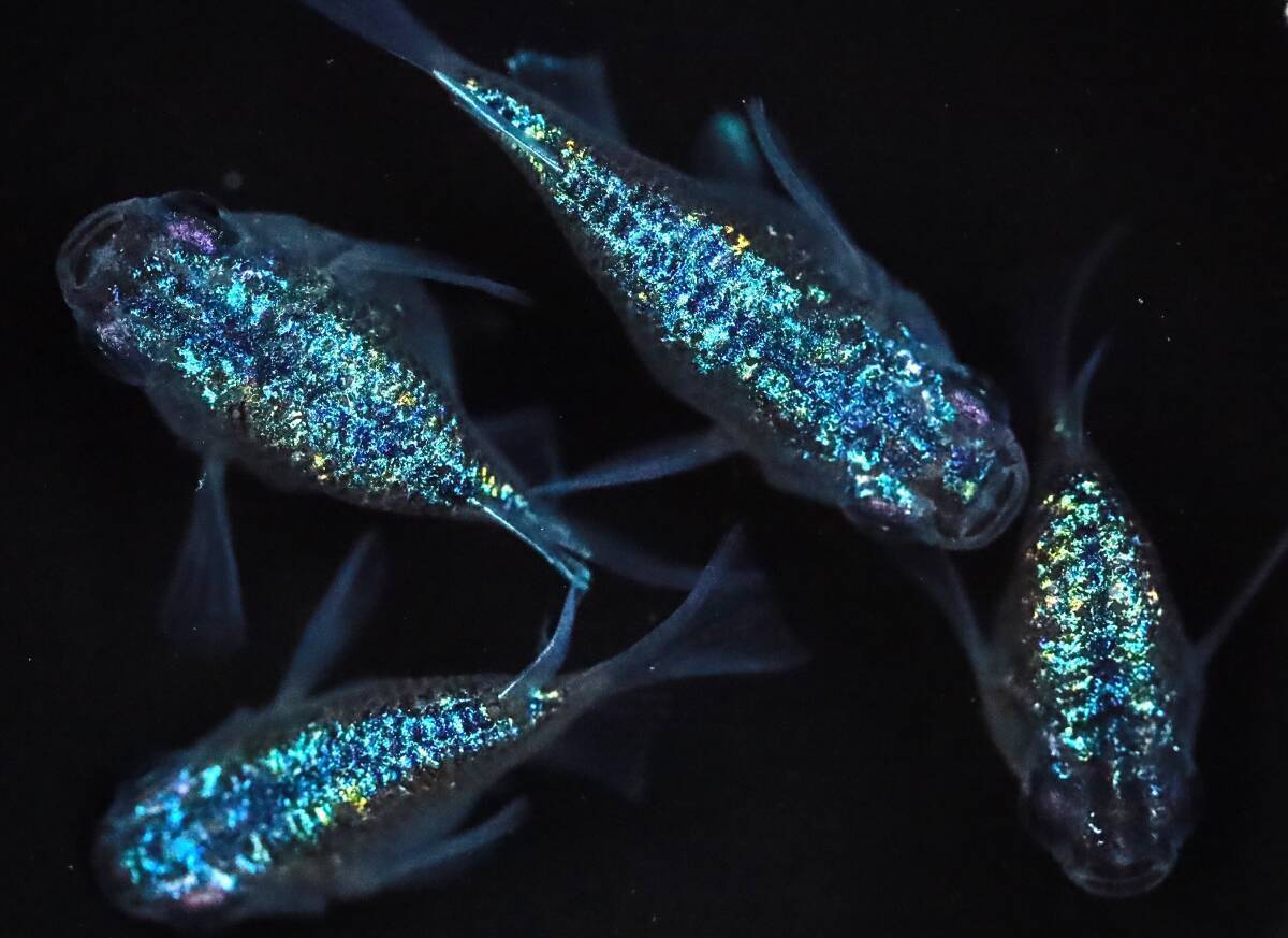 Yahoo!オークション - 「カガミ鱗」魚類、水生生物の落札相場・落札 