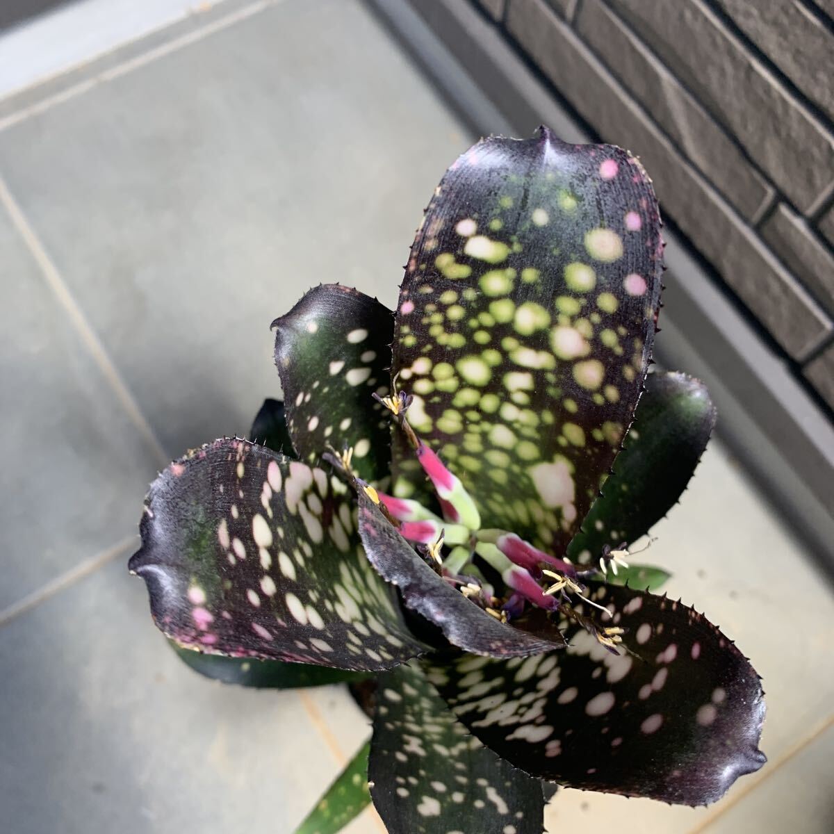 新品】ビルベルギア Billbergia Talbot 'Evita' タルボット エビータ