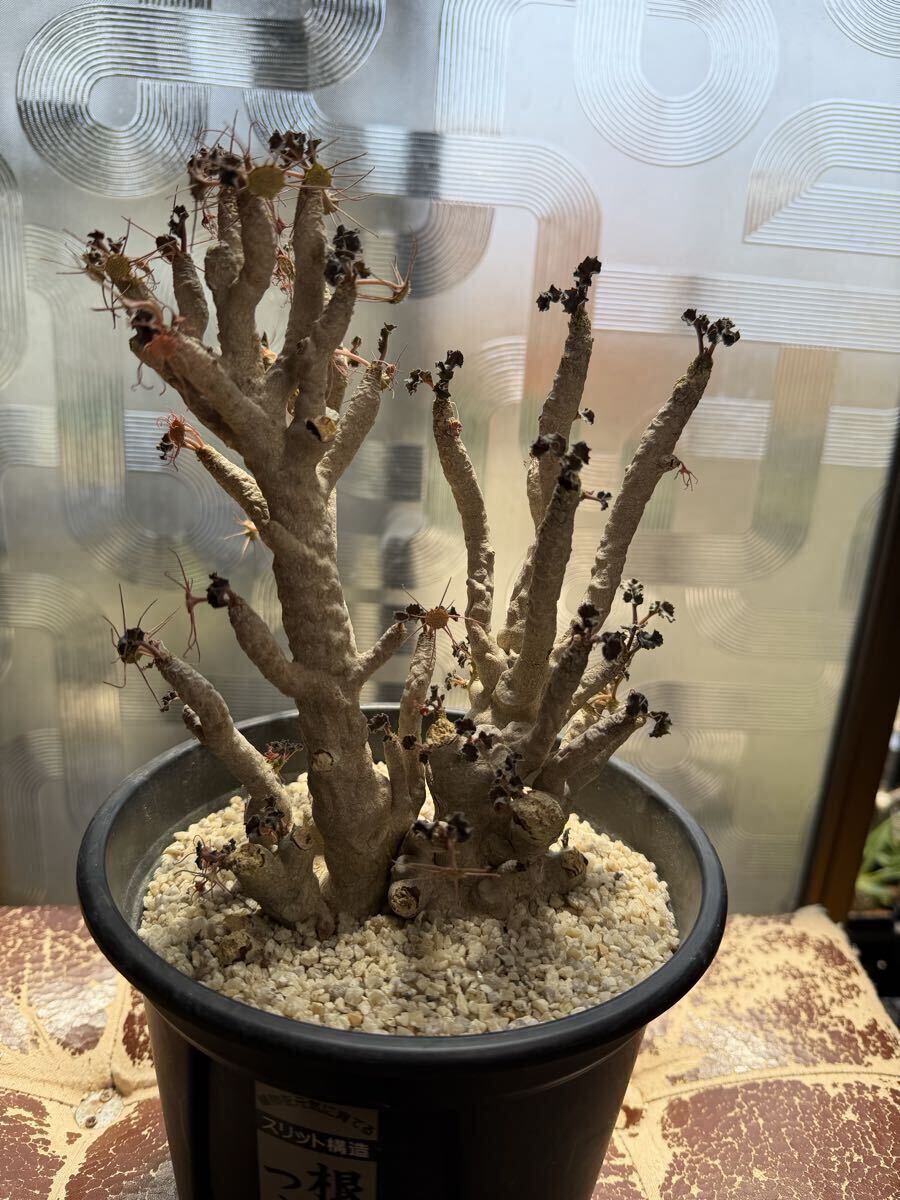 サボテン 多肉植物 86 Dorstenia gypsophila ドルステニア