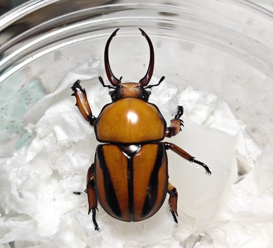 昆虫用品 【大型ペア】クロオオクワガタコガネ 標本 Fruhstorferia anthr