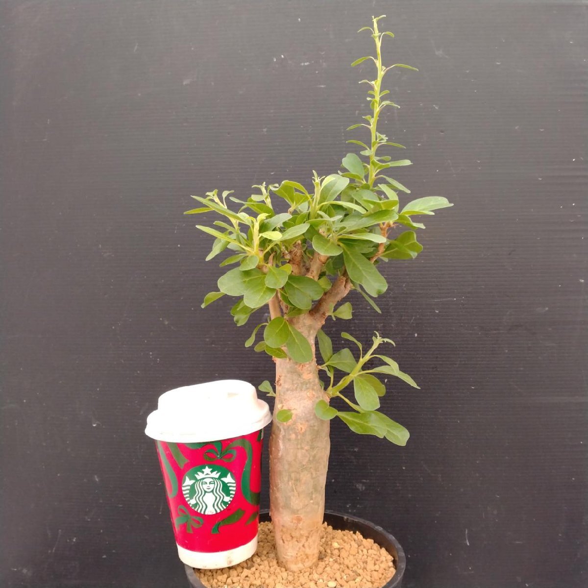 新品】Sesamothamnus lugardii セサモタムナス ルガルディー