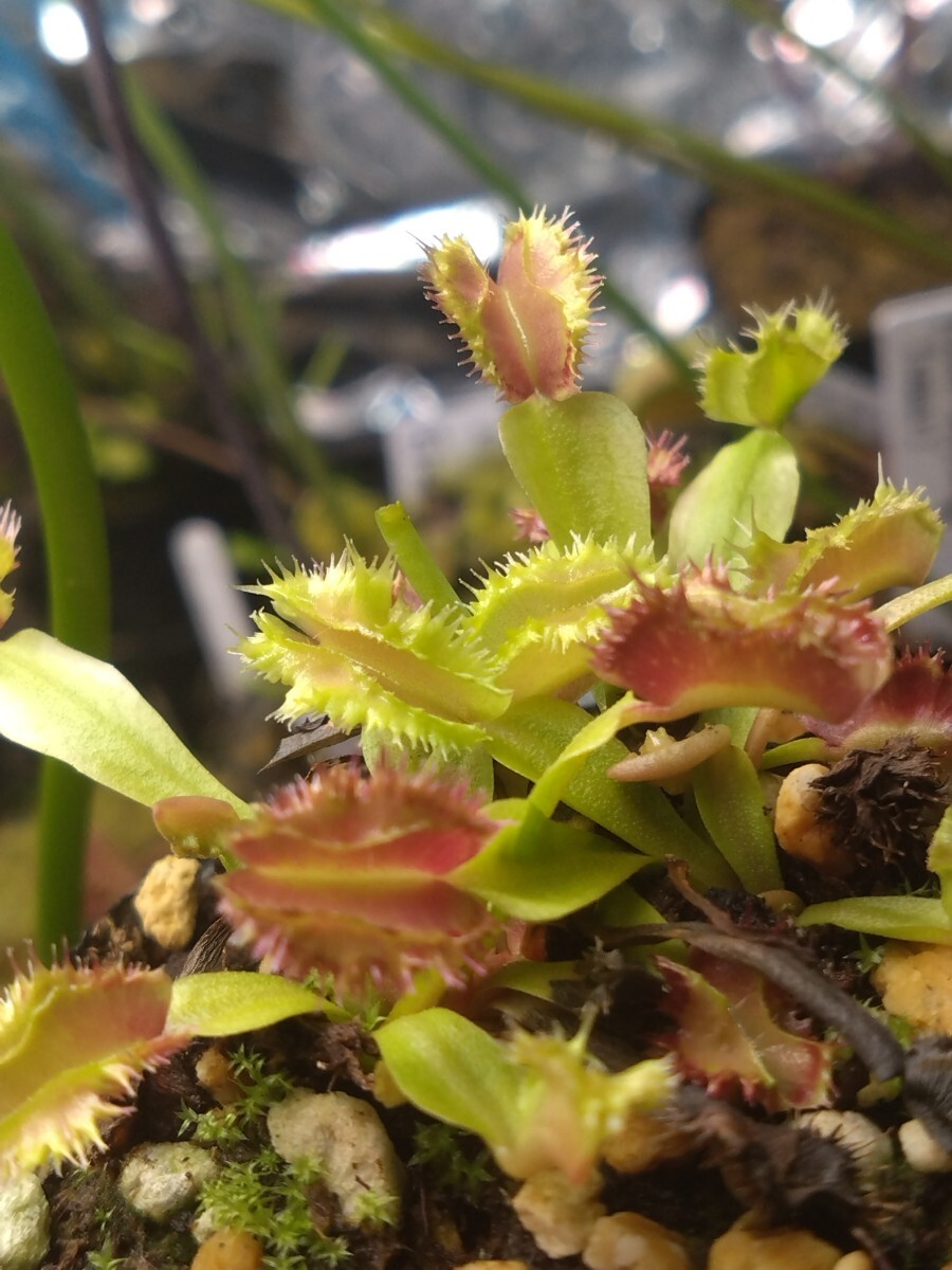 未使用】食虫植物 ハエトリソウ Biohazard 1 CKの落札情報詳細 - Yahoo