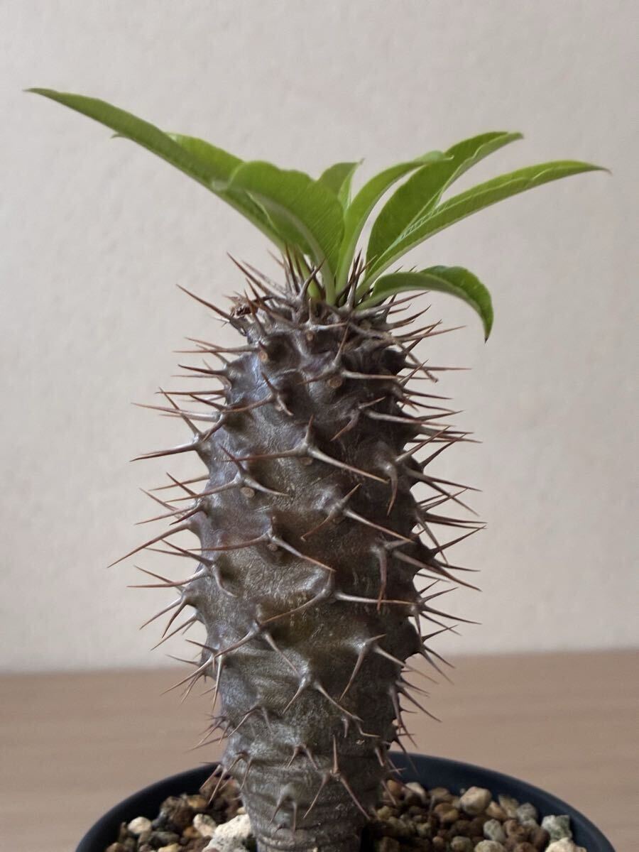 新品】【パキポディウム】 フィヘレネンセ 3号 15 PP Pachypodium