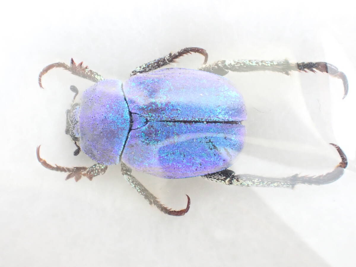 新品】シンジュアシナガコガネ♂ no.1 美麗個体 ＊実物の光沢は強めの