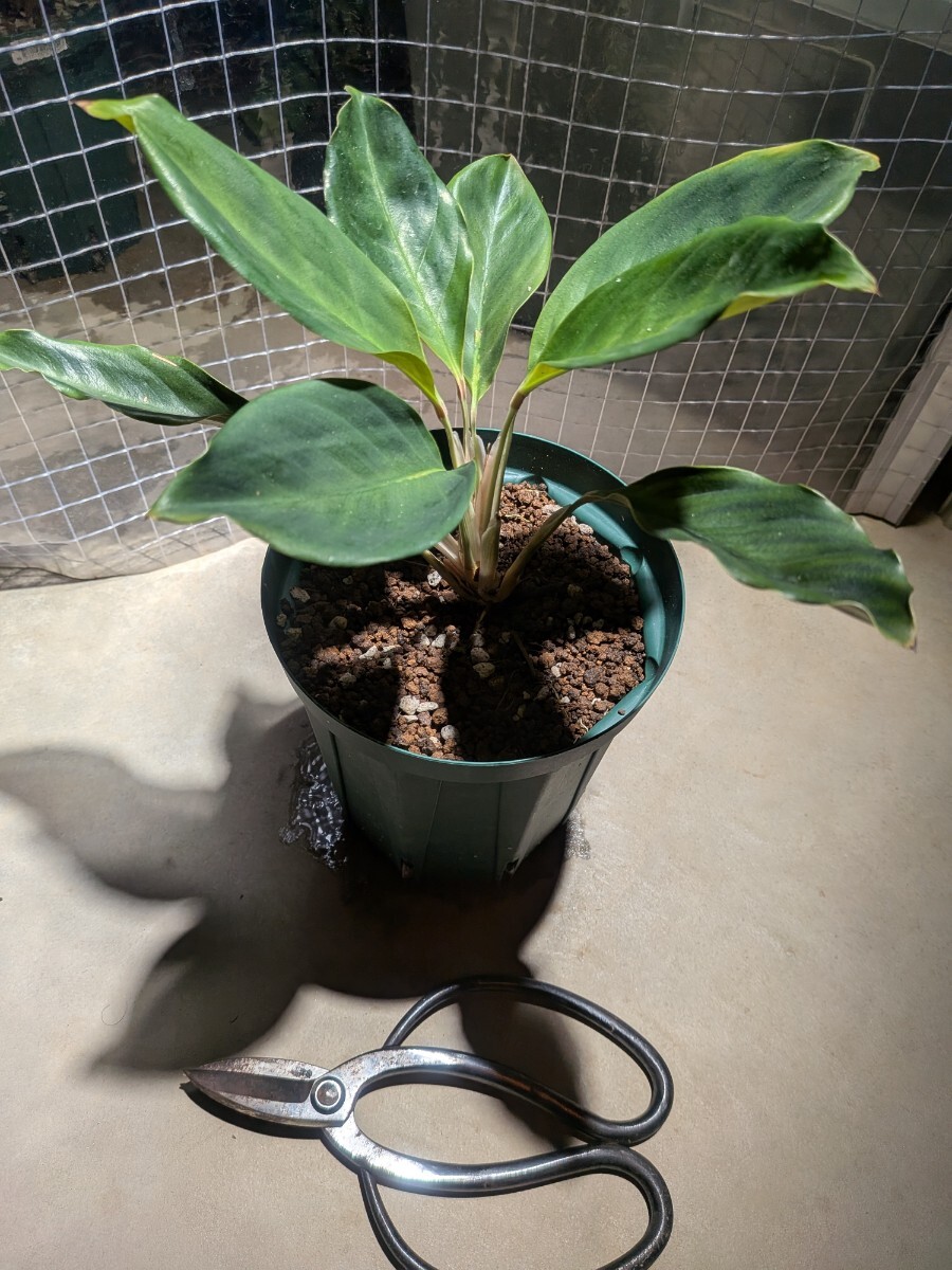 1円スタート】 Anthurium ivanportillae / アンスリウム イヴァン