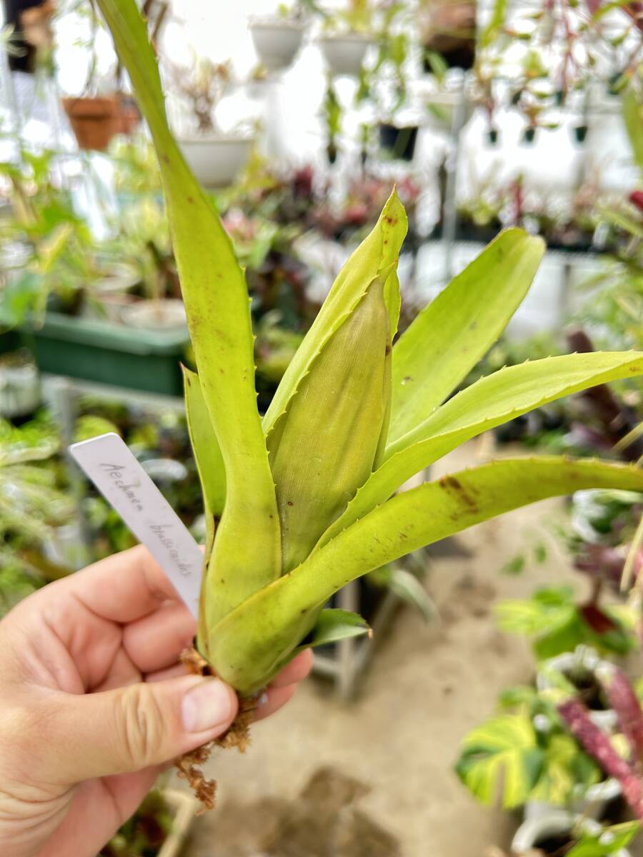 Aechmea brassicoides エクメア ブラシコイデス ブロメリアの落札情報