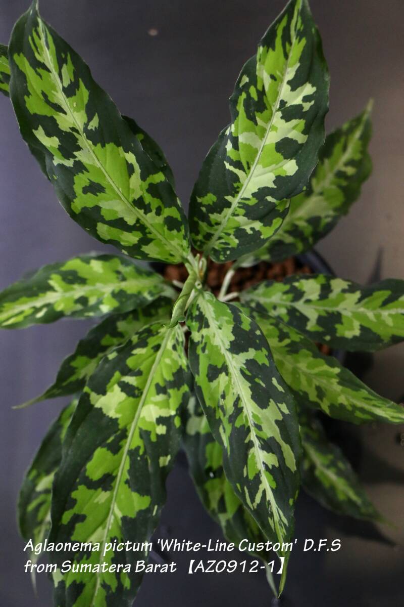 LA便》Aglaonema pictum“天照” Aceh sumatera【LA0318-03R】の落札情報