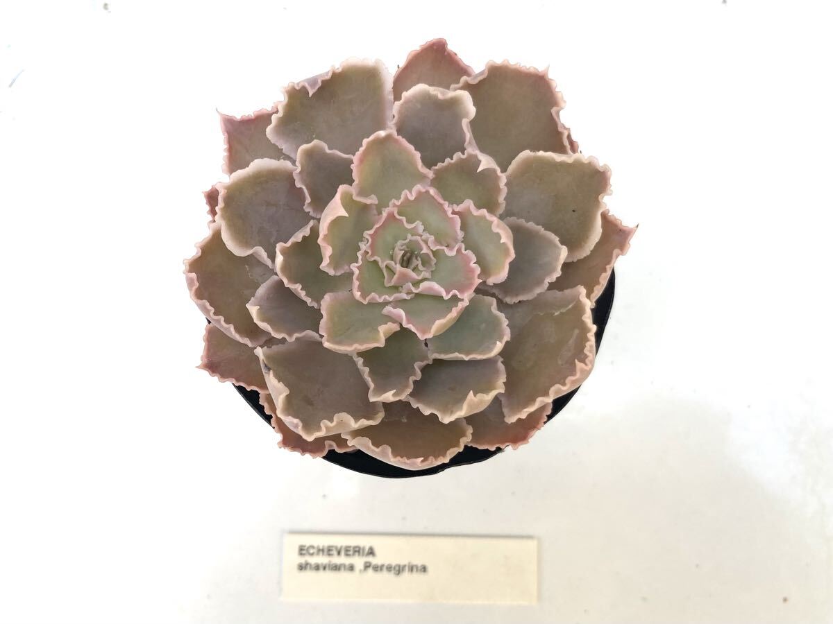多肉植物 エケベリア ラセモサ ルリダ 原種 【Echeveria racemosa - v